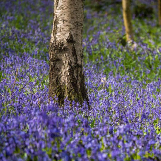 bluebell